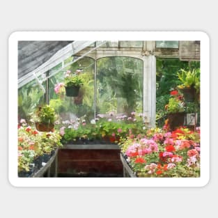 Geraniums in Greenhouse Sticker